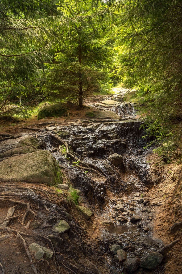 Waldweg-Wanderung