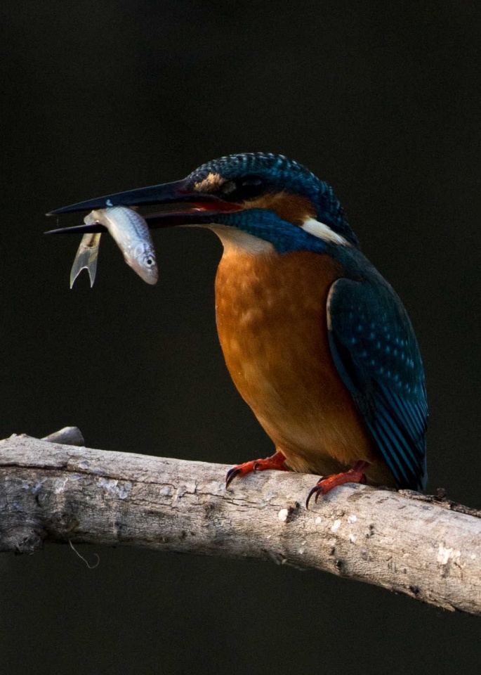 Eisvogel-mit-Fisch