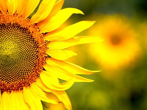 Sonnenblume