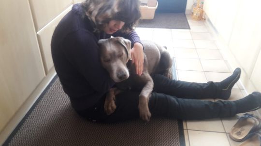 Assistenzhund