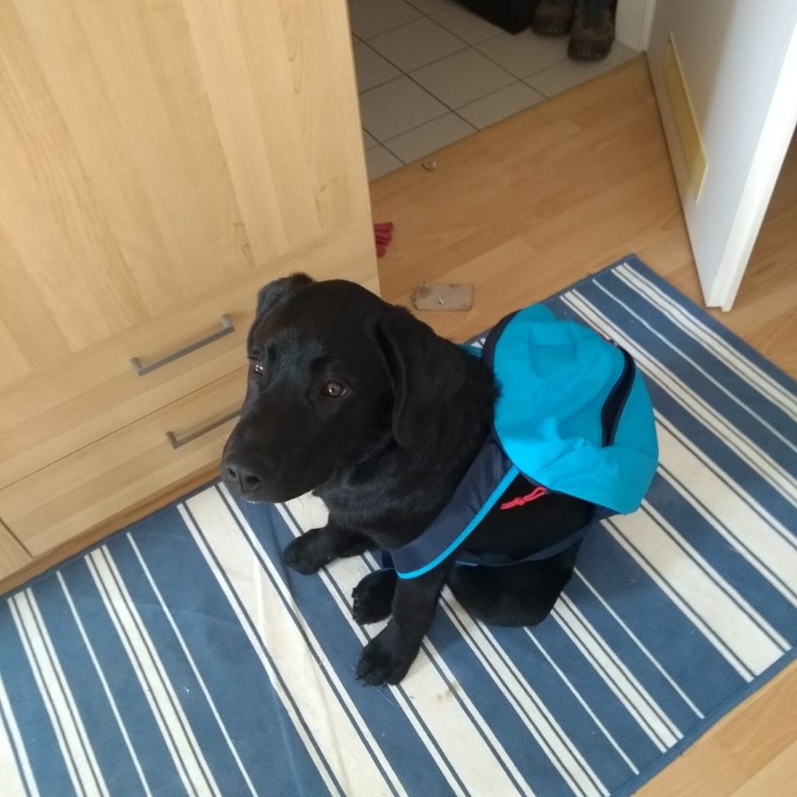 Autismus-Assistenzhund