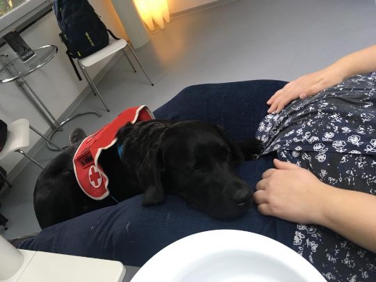 Assistenzhund beim Zaharzt