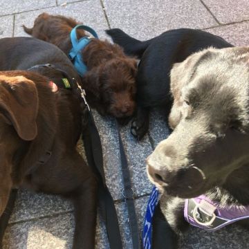 assistenzhundetraining