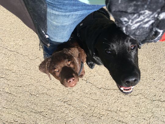 autismusassistenzhund