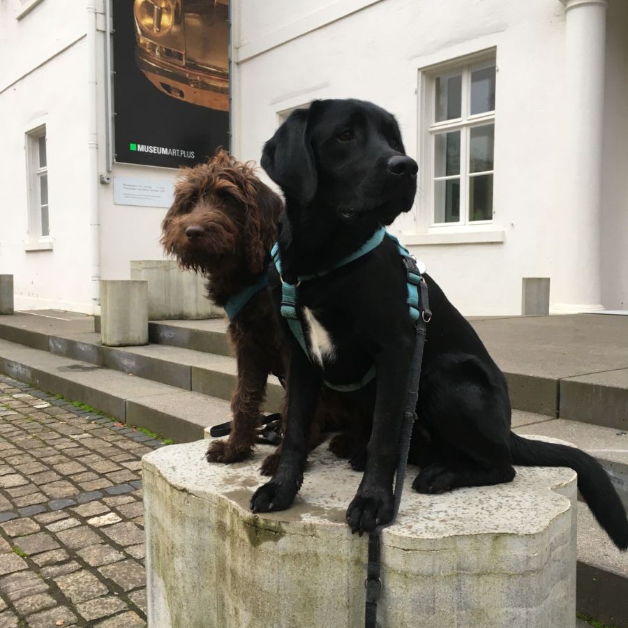 Assistnzhundeausbildung