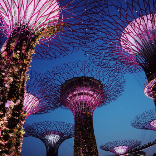 Supertree Grove in Gardens by the Bay – Delegationsreise und Innovationsreise mit ABC Personal GmbH, inspiriert von Jörg Knoblauch. Einblicke in Start-ups, Indoor-Farming, digitale Zahlungssysteme und nachhaltige Technologie.
