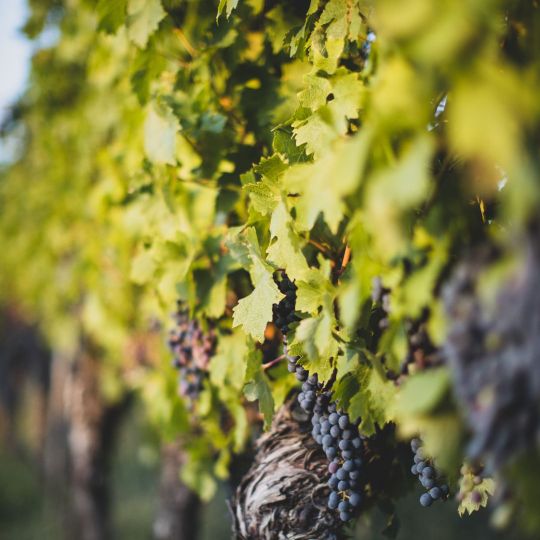 Weinevent in Gamlitz Grubthal